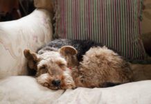 What do dogs dream about? We can't know for sure but science offers clues.