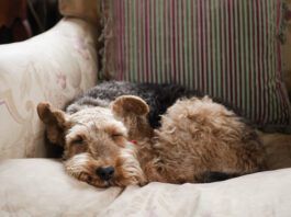 What do dogs dream about? We can't know for sure but science offers clues.