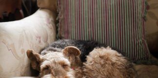 What do dogs dream about? We can't know for sure but science offers clues.