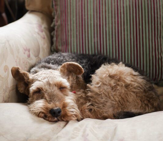 What do dogs dream about? We can't know for sure but science offers clues.