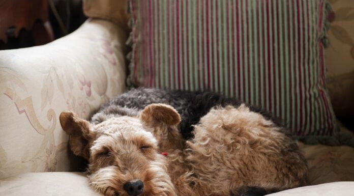 What do dogs dream about? We can't know for sure but science offers clues.
