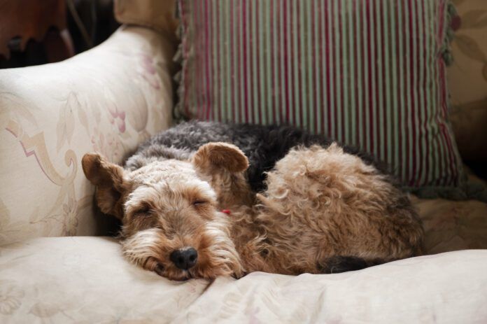 What do dogs dream about? We can't know for sure but science offers clues.