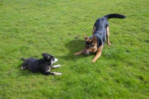 One of the ways that dogs communicate is through body language and eye contact.