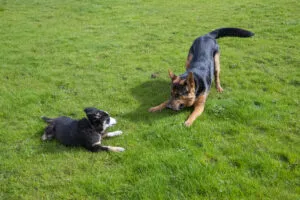 One of the ways that dogs communicate is through body language and eye contact.