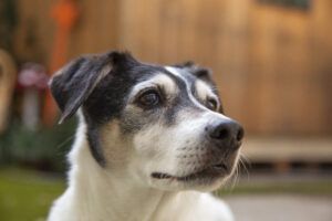A dog looking away can indicate that a dog wishes to de-escalate.