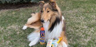 If your dog is prone to sunburn then the best dog sunscreens can help protect him.