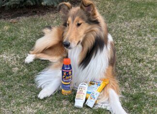 If your dog is prone to sunburn then the best dog sunscreens can help protect him.