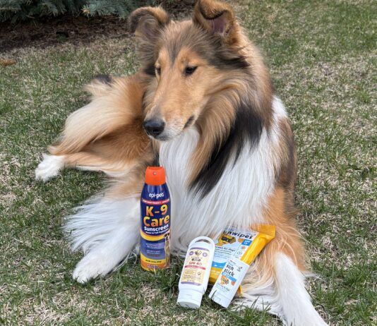 If your dog is prone to sunburn then the best dog sunscreens can help protect him.