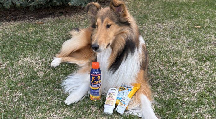 If your dog is prone to sunburn then the best dog sunscreens can help protect him.