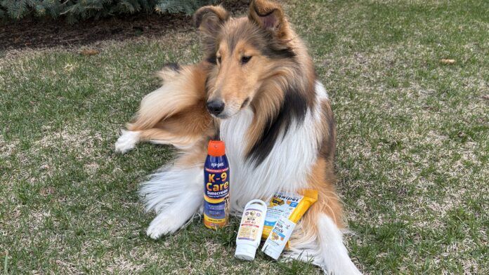 If your dog is prone to sunburn then the best dog sunscreens can help protect him.