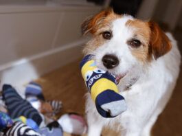 DIY Dog Toys DIY dog toys can be a fun and safe alternative to expensive dog toys.