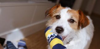 DIY dog toys can be a fun and safe alternative to expensive dog toys.