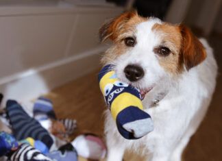 DIY dog toys can be a fun and safe alternative to expensive dog toys.
