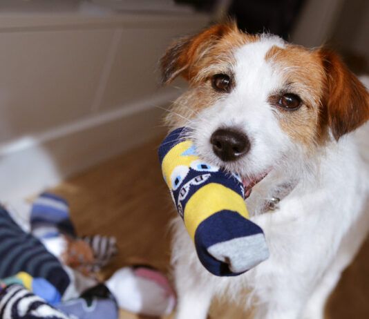 DIY dog toys can be a fun and safe alternative to expensive dog toys.