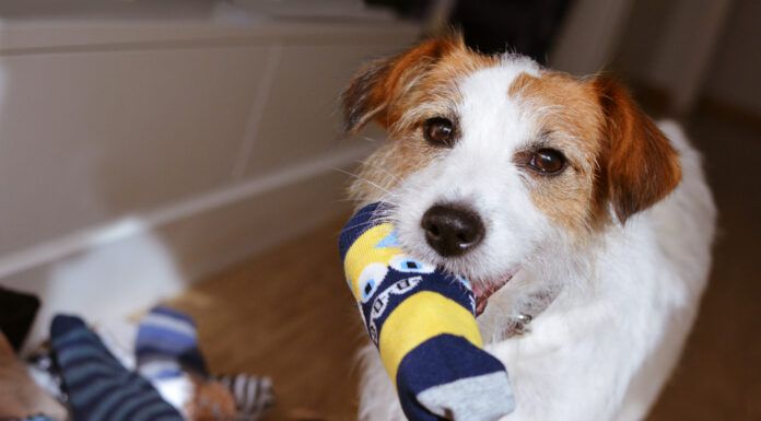 DIY Dog Toys DIY dog toys can be a fun and safe alternative to expensive dog toys.