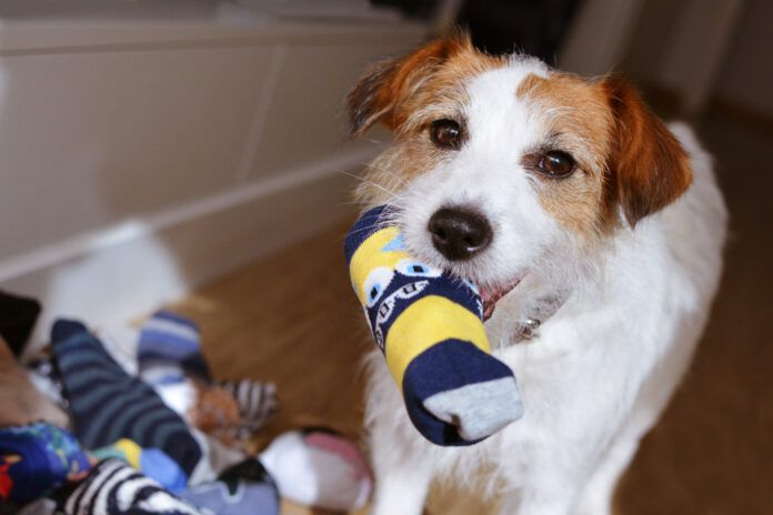 DOG MISCHIEF. JACK RUSSELL PLAYING ANS STEALING SOCKS IN THE MOUTH. DIY dog toys can be a fun and safe alternative to expensive dog toys.