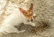 How to Get Dog Poop Out of a Carpet Getting dog poop out of a carpet needs quick action.