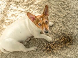 How to Get Dog Poop Out of a Carpet Getting dog poop out of a carpet needs quick action.