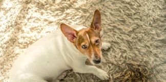 Getting dog poop out of a carpet needs quick action.