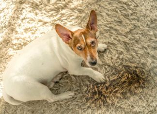 Getting dog poop out of a carpet needs quick action.