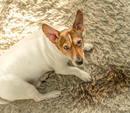 How to Get Dog Poop Out of a Carpet Getting dog poop out of a carpet needs quick action.