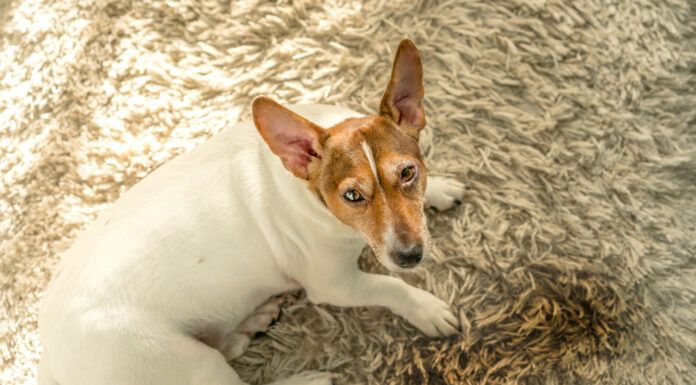 How to Get Dog Poop Out of a Carpet Getting dog poop out of a carpet needs quick action.