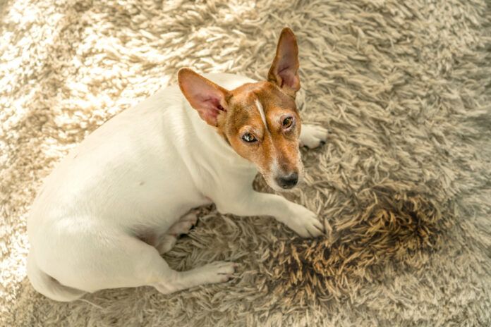 Getting dog poop out of a carpet needs quick action.