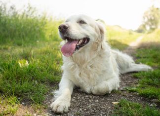 What To Do if Your Dog is Hyperventilating A dog might be hyperventilating due to any number of reasons.