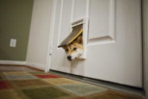 Rubber flap dog doors don't offer the same security and access that smart dog doors do.