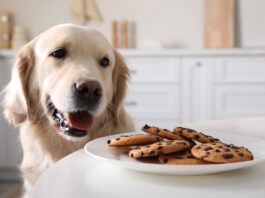 A dog eyeing a tasty plate of chocolate chip cookies which can lead to a poisoning.