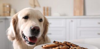 A dog eyeing a tasty plate of chocolate chip cookies which can lead to a poisoning.