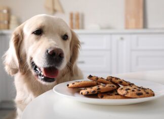A dog eyeing a tasty plate of chocolate chip cookies which can lead to a poisoning.