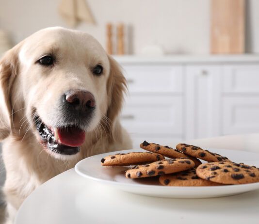 Symptoms of Dog Poisoning A dog eyeing a tasty plate of chocolate chip cookies which can lead to a poisoning.