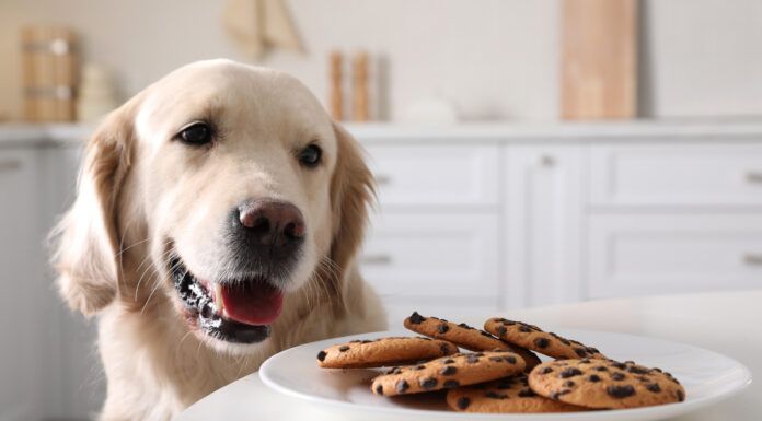 Symptoms of Dog Poisoning A dog eyeing a tasty plate of chocolate chip cookies which can lead to a poisoning.