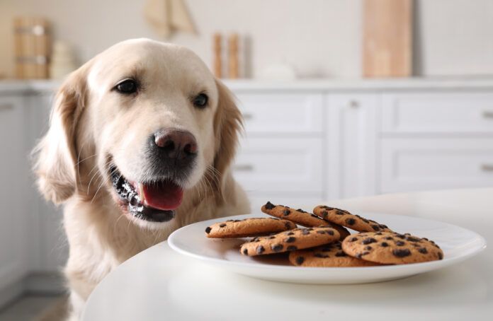 A dog eyeing a tasty plate of chocolate chip cookies which can lead to a poisoning.