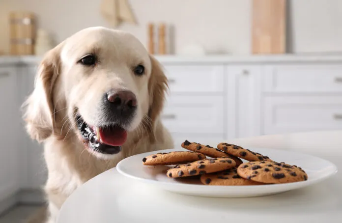 A dog eyeing a tasty plate of chocolate chip cookies which can lead to a poisoning.
