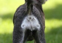 Hematochezia in Dogs and Causes of Rectal Bleeding Hematochezia in dogs can have many causes.