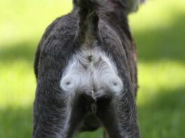 Hematochezia in Dogs and Causes of Rectal Bleeding Hematochezia in dogs can have many causes.