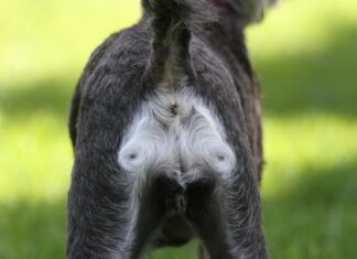 Hematochezia in dogs can have many causes.