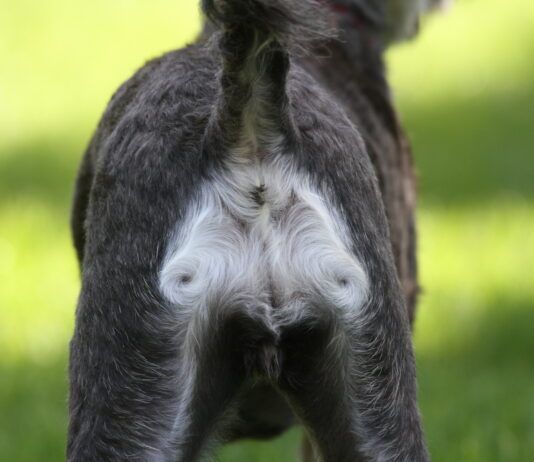 Hematochezia in dogs can have many causes.