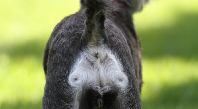 Hematochezia in Dogs and Causes of Rectal Bleeding Hematochezia in dogs can have many causes.