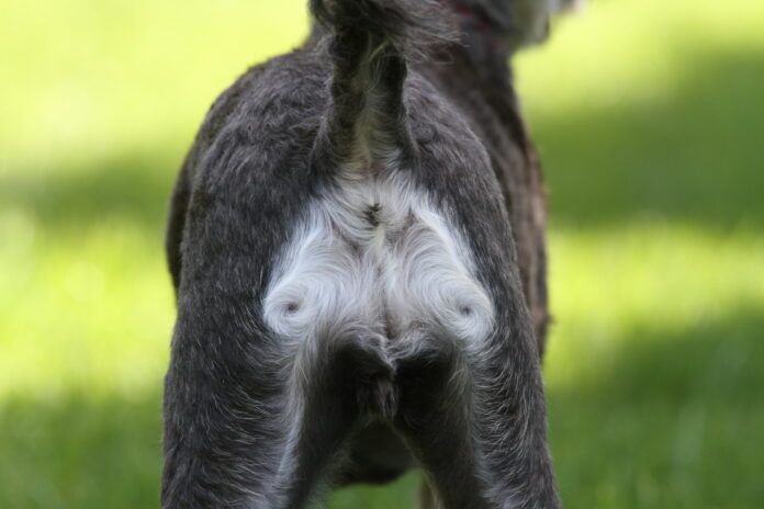 Schnoodle schnauzer dog puppy rear end bottom anus butt Hematochezia in dogs can have many causes.