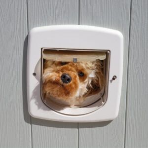 A too small smart dog door can deny your dog easy access to the outdoors.
