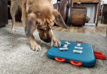How smart are dogs? Often that depends on the individual dog, and how often they get to use their smarts.