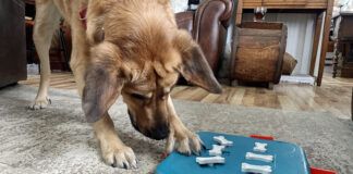 How smart are dogs? Often that depends on the individual dog, and how often they get to use their smarts.