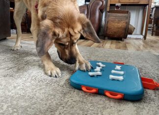 How Smart Are Dogs? Exploring Canine Intelligence, Abilities, and Surprising Facts How smart are dogs? Often that depends on the individual dog, and how often they get to use their smarts.