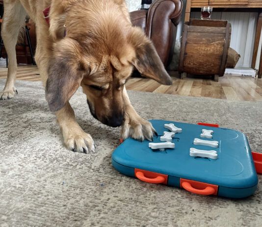 How smart are dogs? Often that depends on the individual dog, and how often they get to use their smarts.