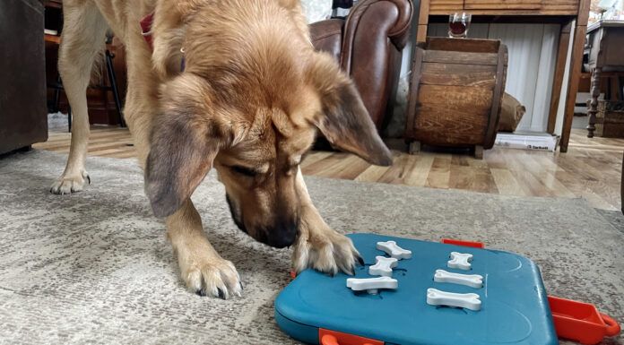 How smart are dogs? Often that depends on the individual dog, and how often they get to use their smarts.