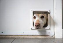 Smart dog doors offer improvements over the doggie doors of yesteryear.