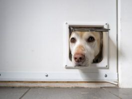 Smart Dog Door Buying Guide Smart dog doors offer improvements over the doggie doors of yesteryear.
